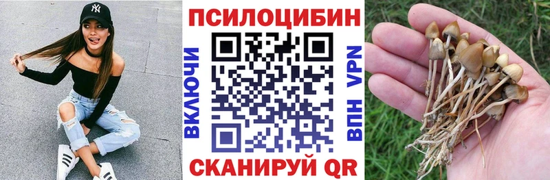 дарнет шоп  Жиздра  Псилоцибиновые грибы мицелий 